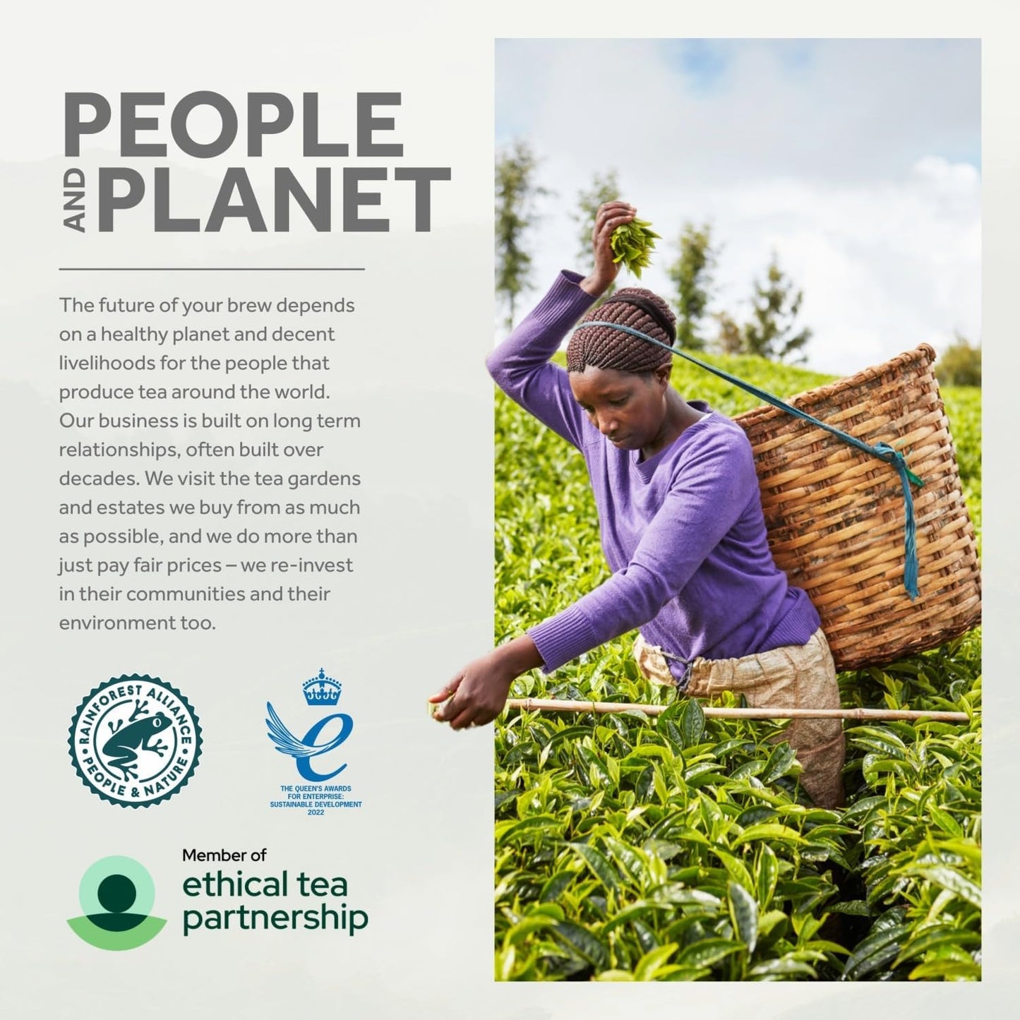 Taylors of Harrogate Yorkshire Tea 1040 Single Cup Tea Bags (Pack of 2)