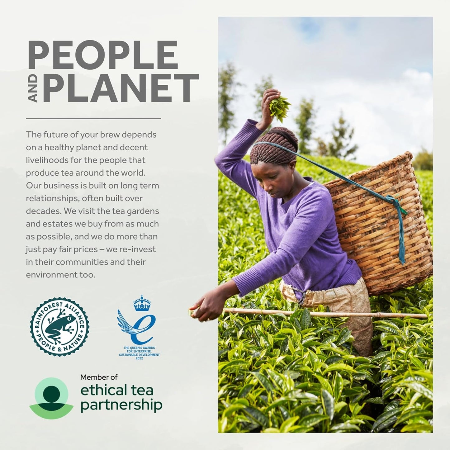 Yorkshire Tea, Total 600 Tea Bags, (Pack of 1.875 kg)